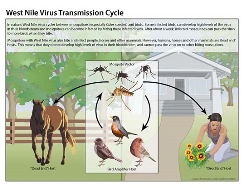 West Nile transmission cycle